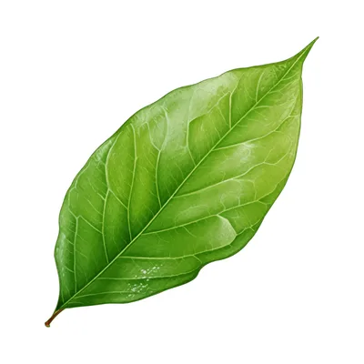 leaf